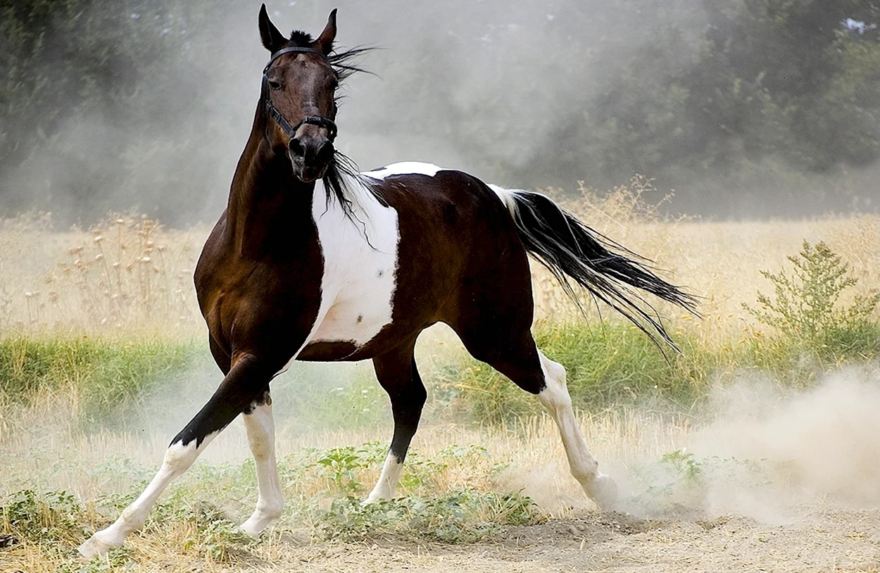 Арабская лошадь пегая. Красивое животное