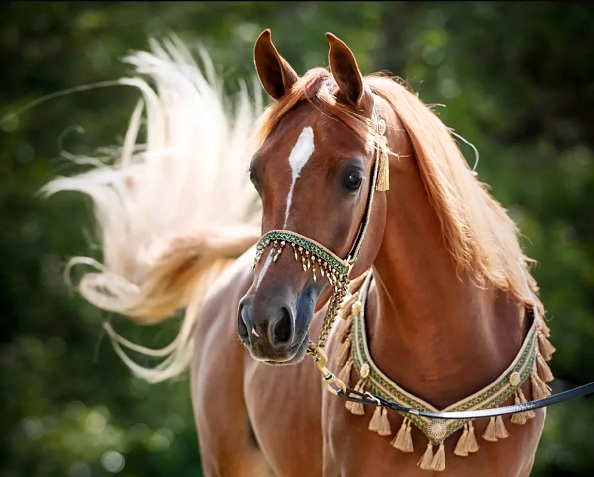 Арабская лошадь Соловая. Красивое животное