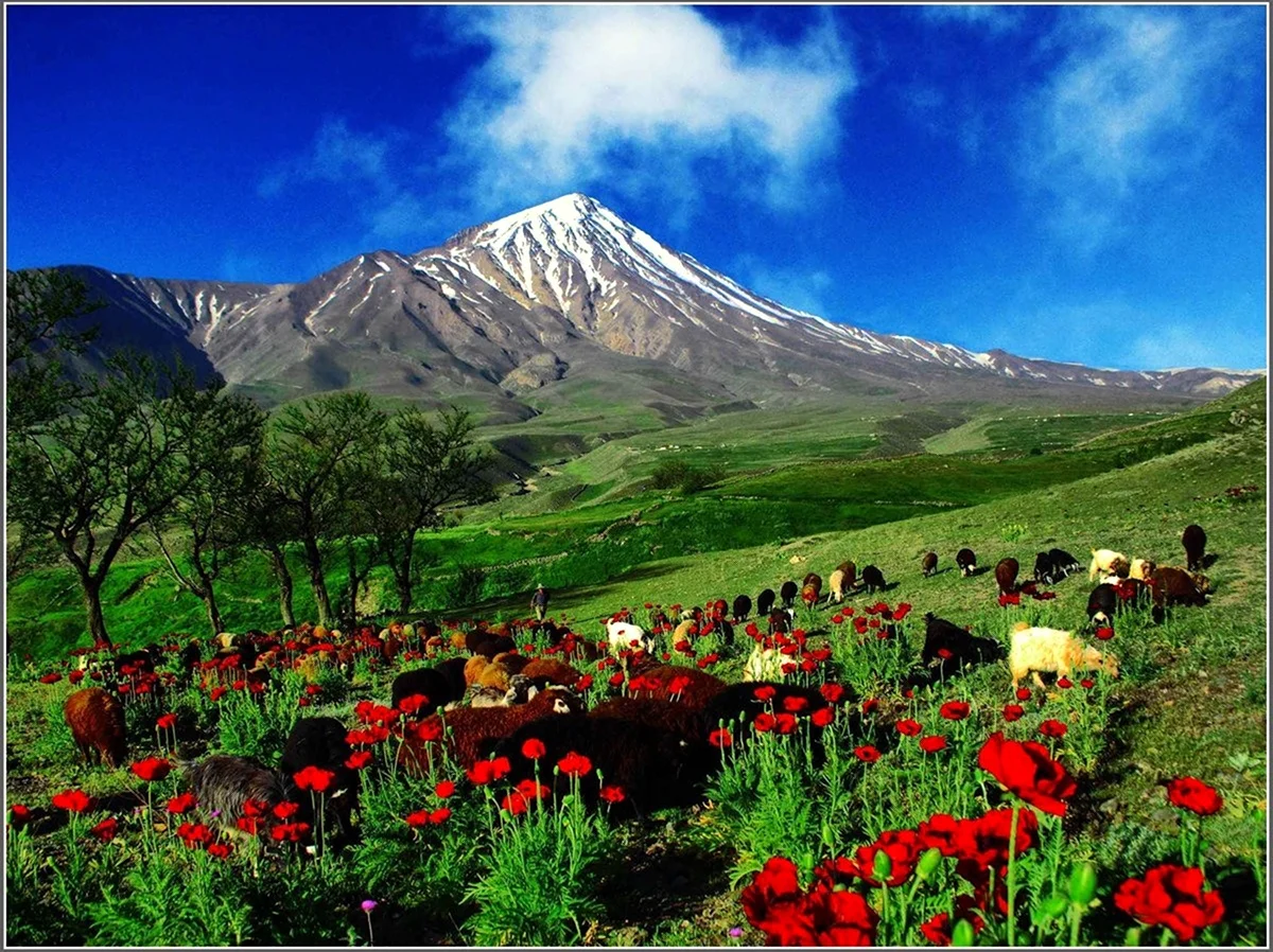 Армения гора Арарат Маковое поле. Картинка