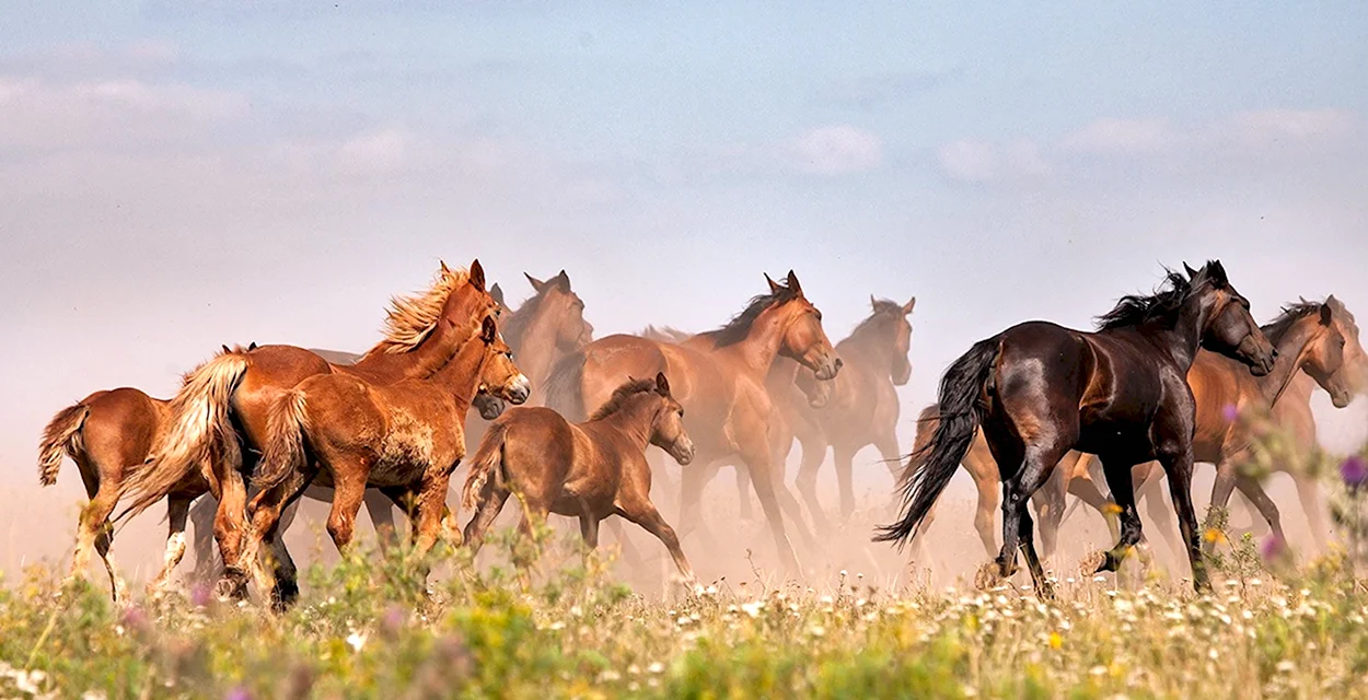 Астрахань Мустанги Дикие лошади. Красивое животное