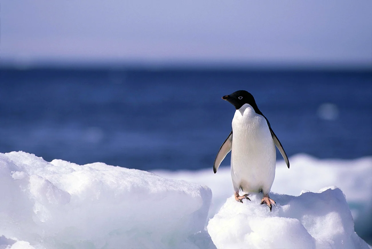 Атлантический Пингвин. Картинка