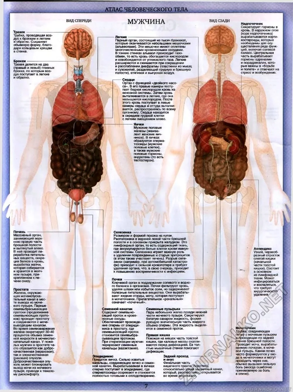 Атлас человеческого тела внутренние органы женщины. Картинка