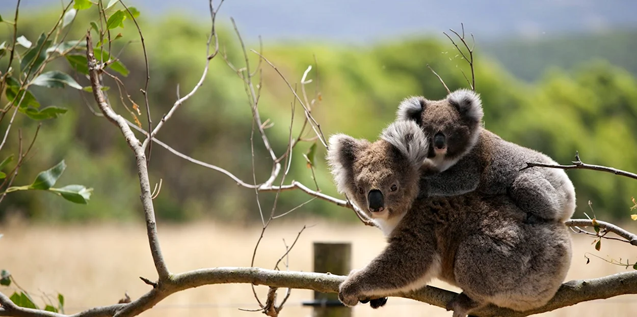 Австралия пейзаж с коалой. Красивое животное