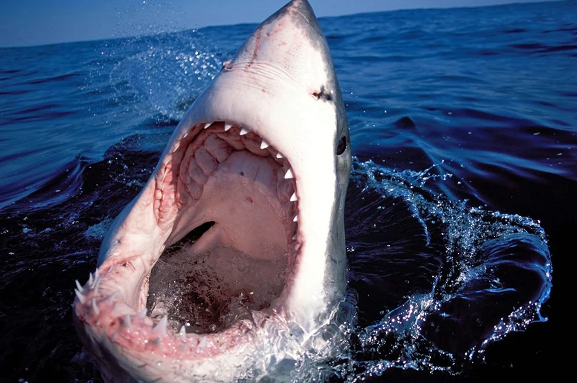 Австралийская акула каннибал. Картинка