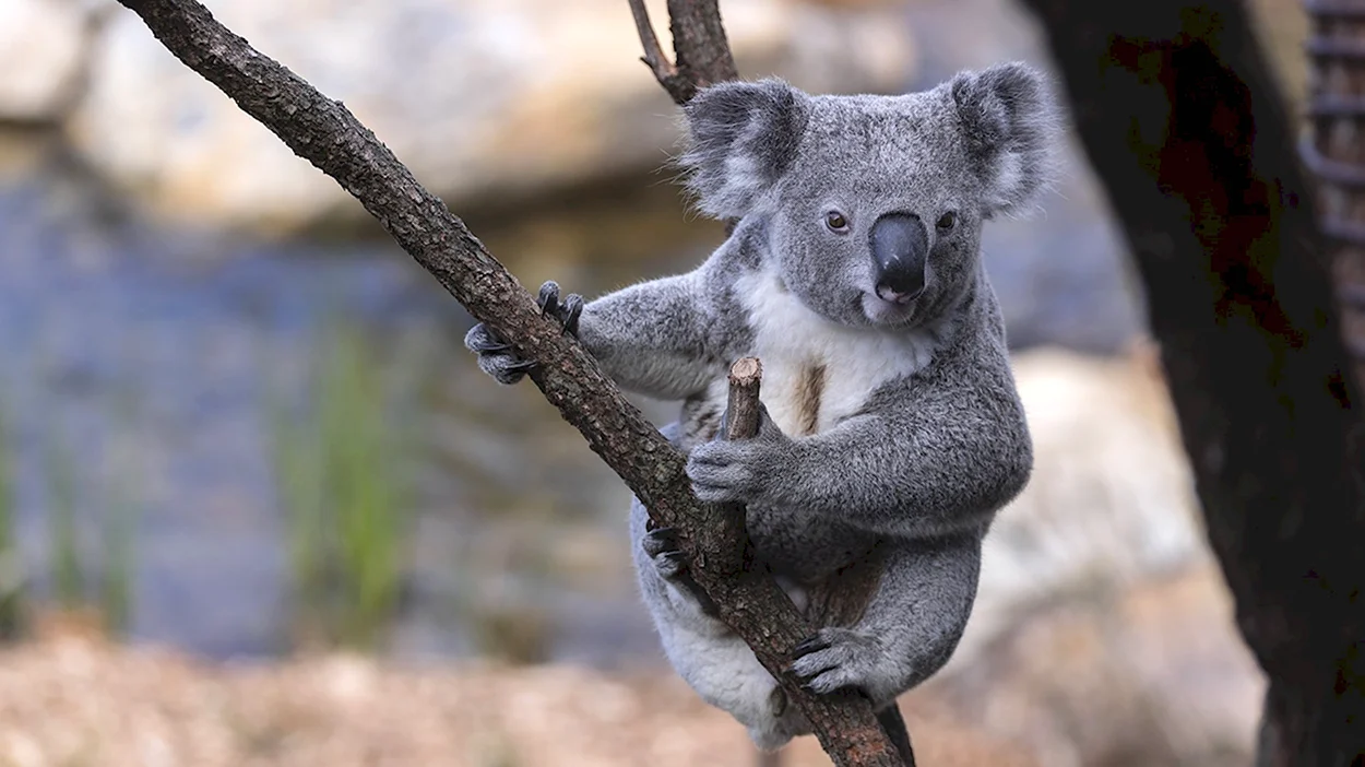 Австралийская коала. Красивое животное
