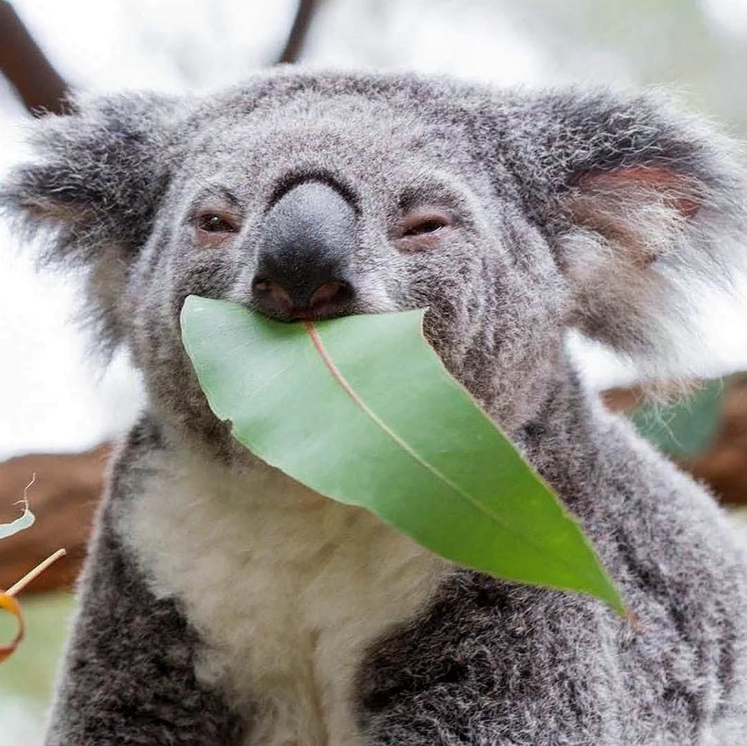 Австралийский медведь коала питается. Красивое животное