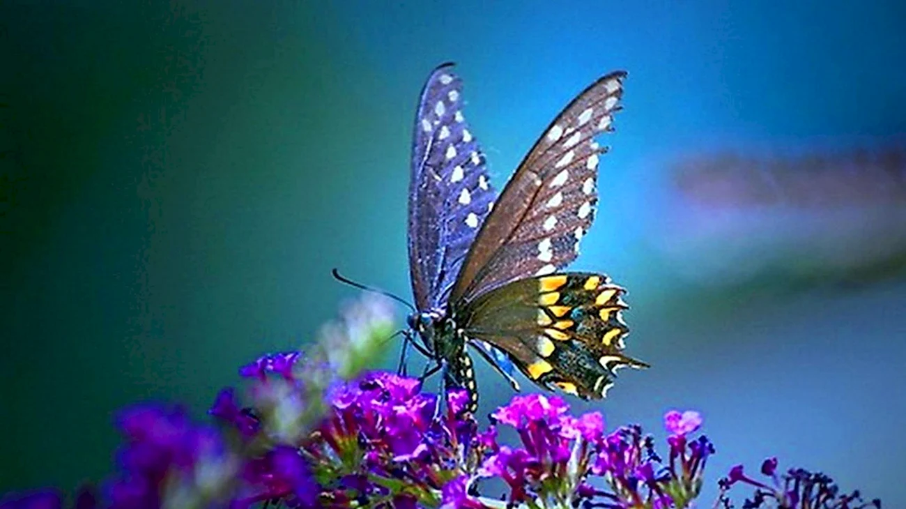 Бабочка. Красивая картинка