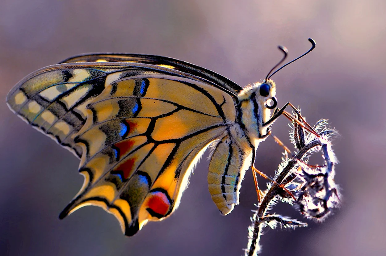 Бабочка. Красивое животное