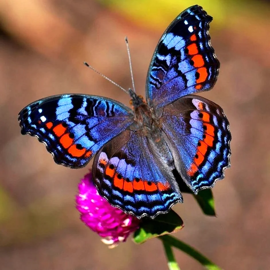 Бабочка Баттерфляй. Красивая картинка