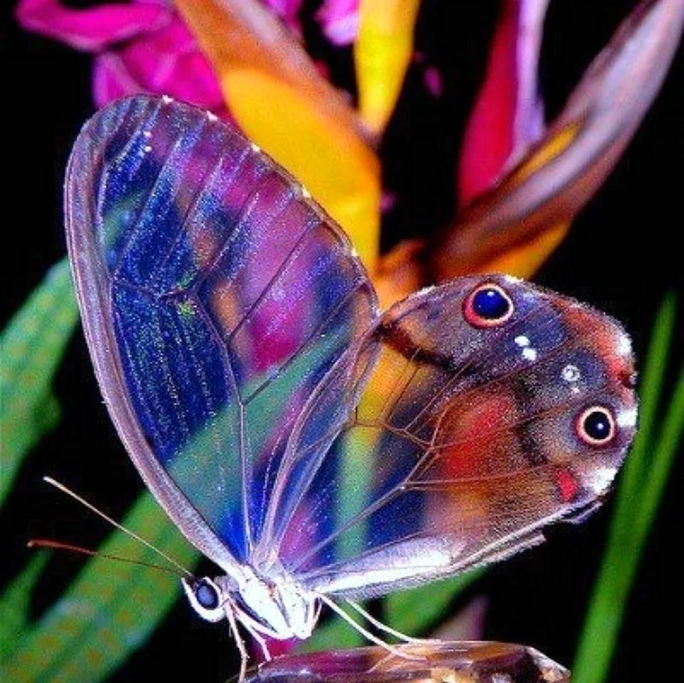 Бабочка Баттерфляй. Красивое животное