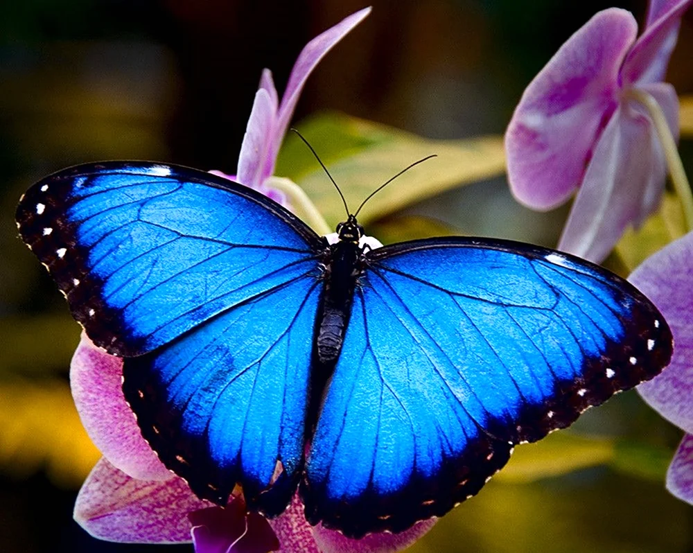 Бабочка Блю Морфо Баттерфляй. Красивое животное
