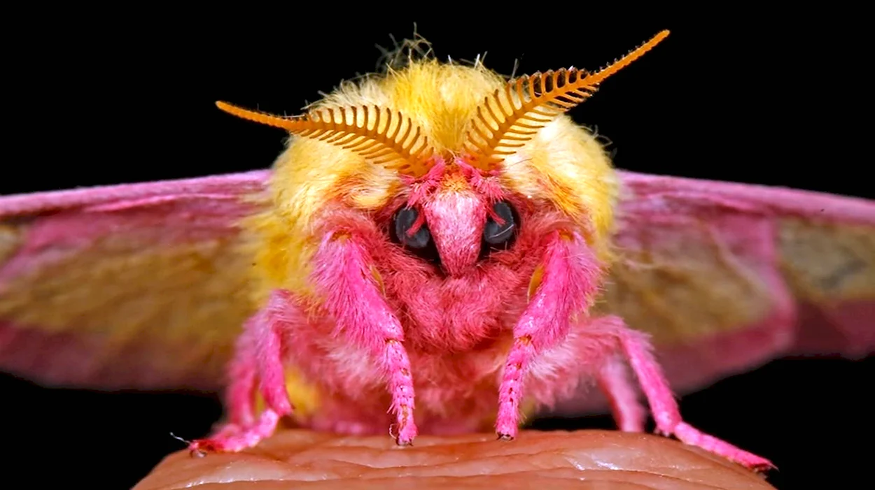 Бабочка Dryocampa rubicunda. Красивое животное