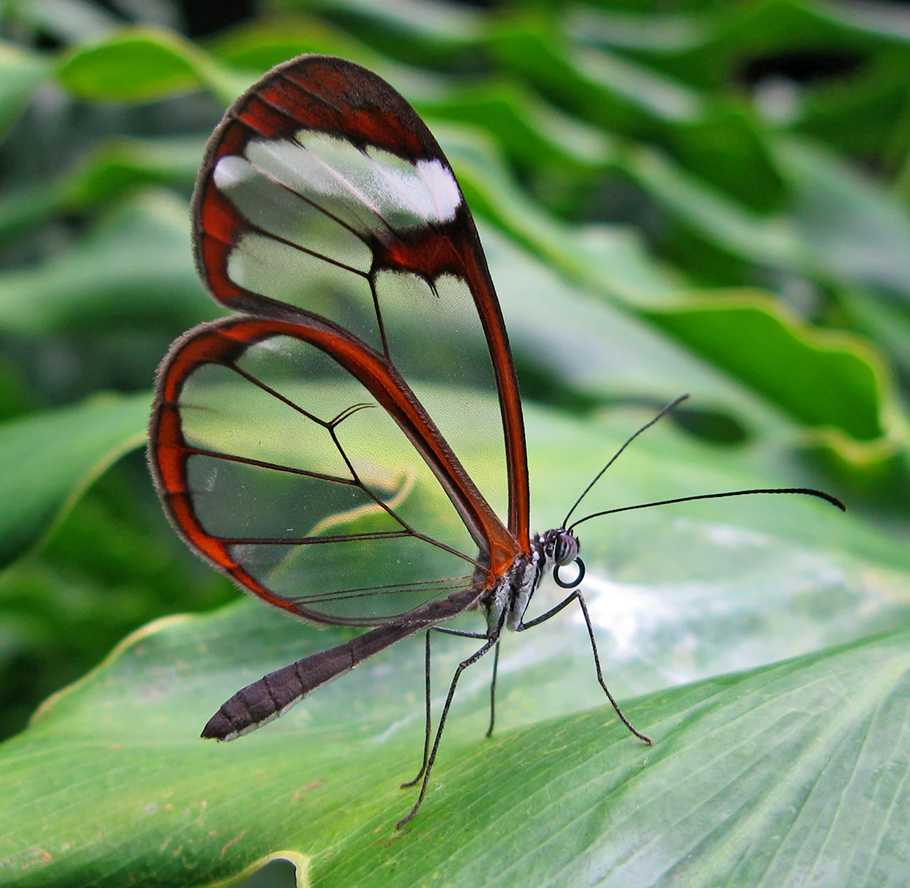 Бабочка Грета ото. Красивая картинка