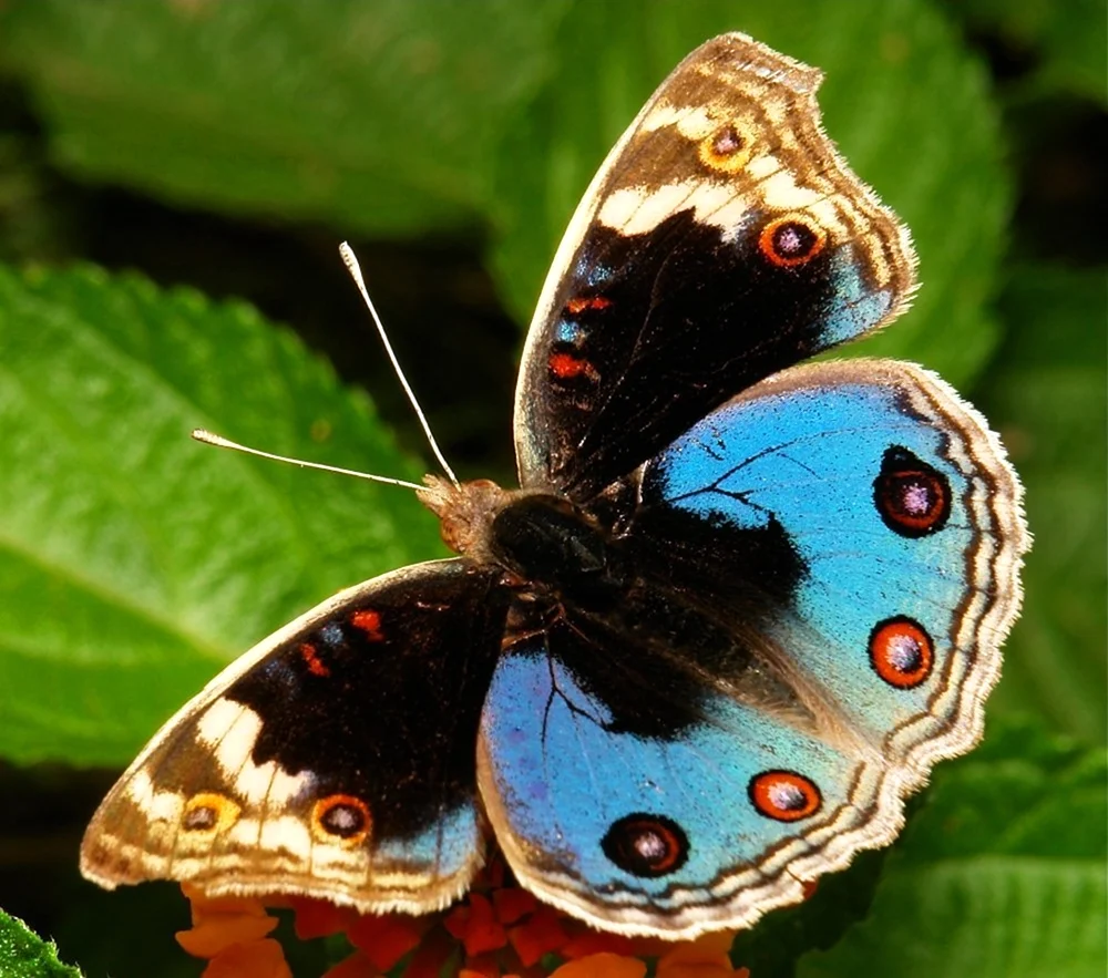 Бабочка Junonia orithya. Красивое животное