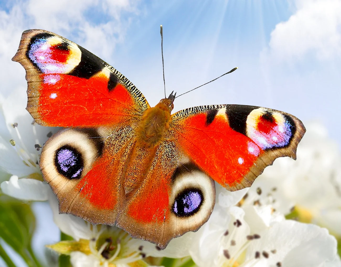 Бабочка крапчатый Арлекин. Красивая картинка