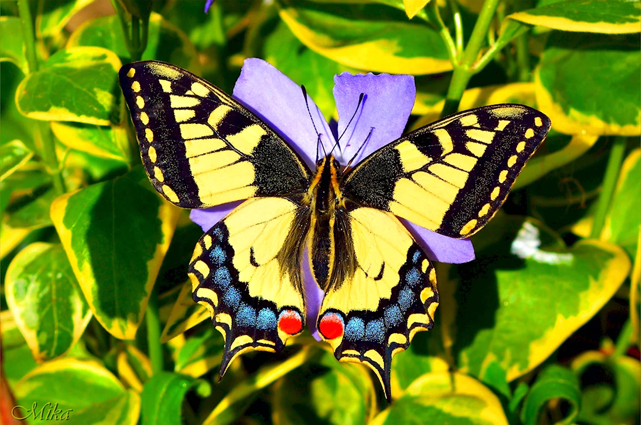 Бабочка Махаон макро. Красивое животное