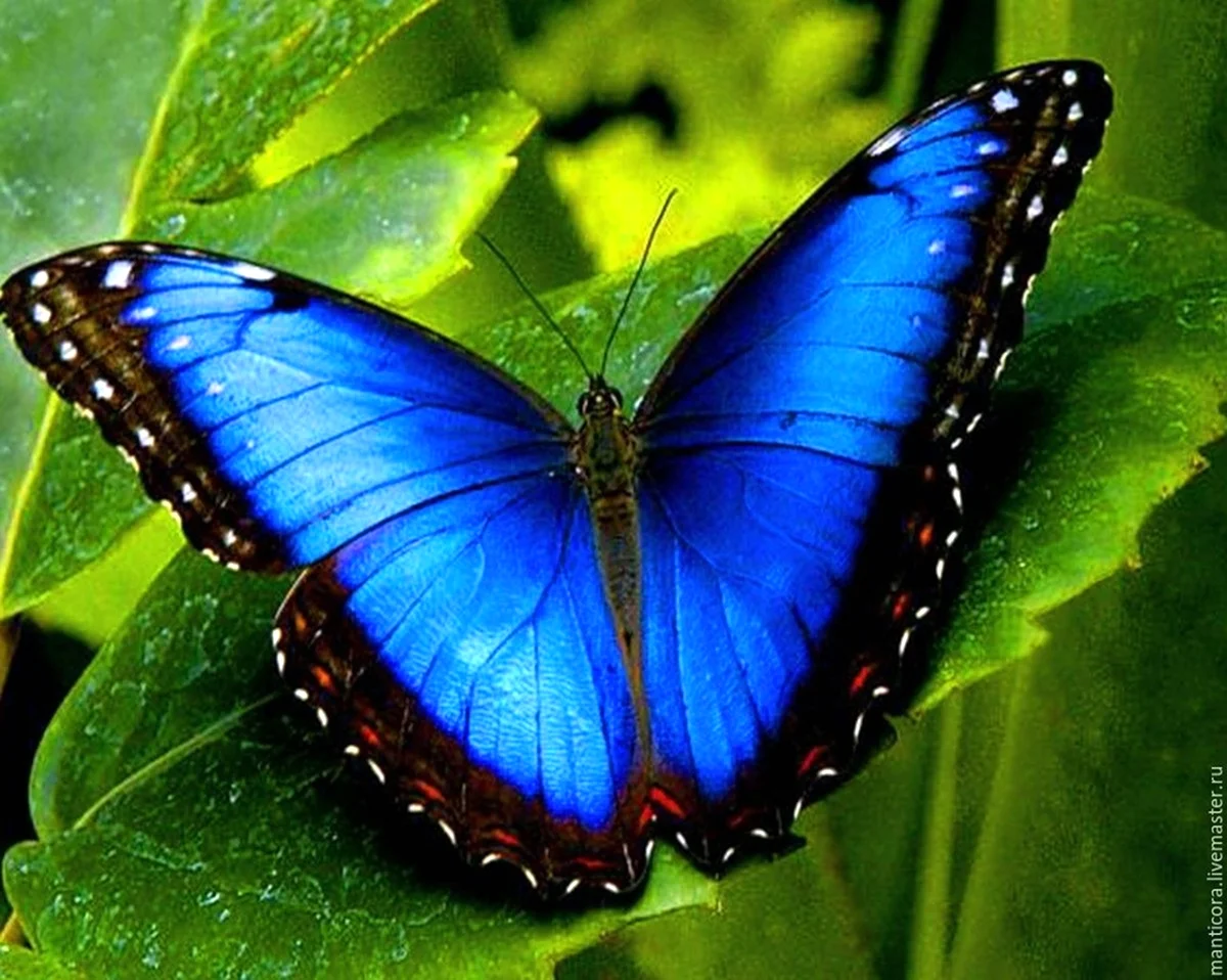 Бабочка Морфо аматонте. Красивая картинка