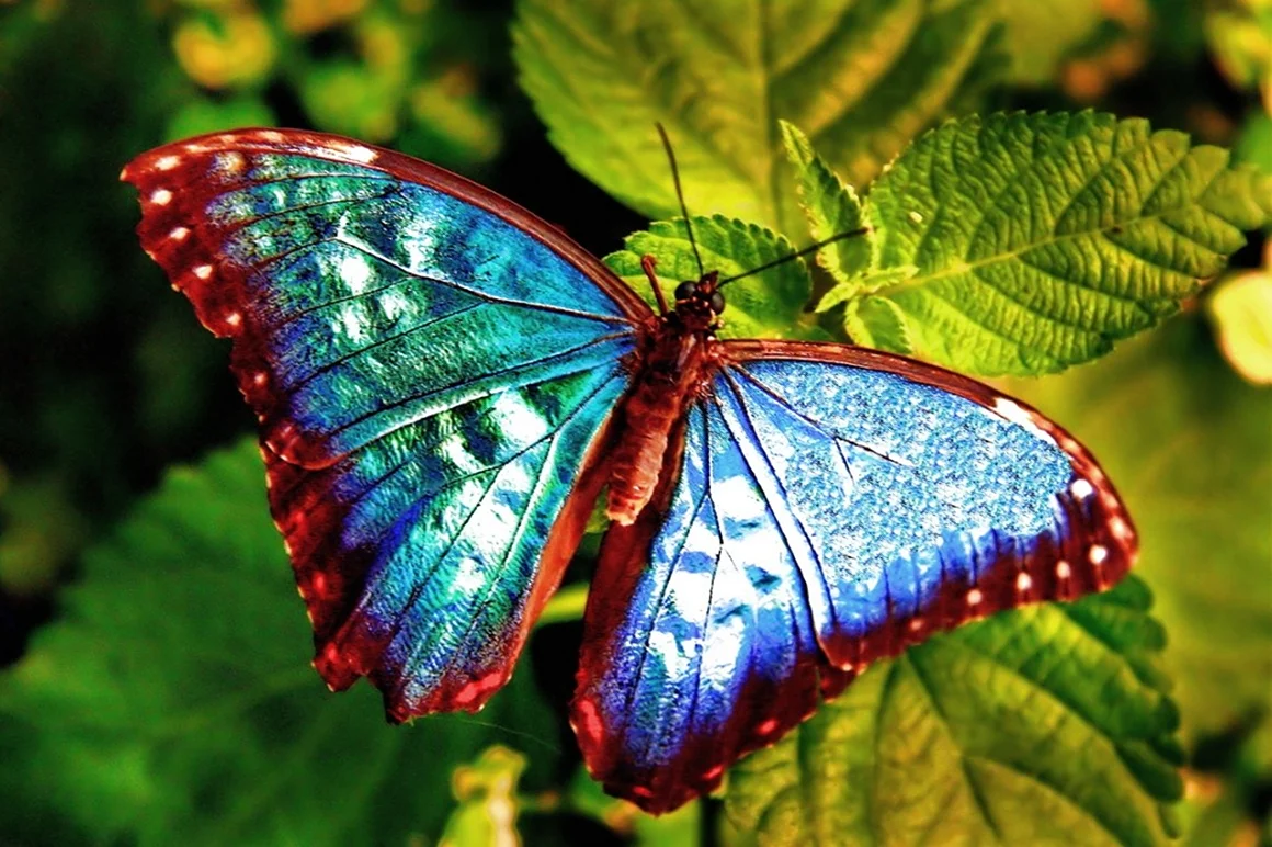 Бабочка Морфо Южная Америка. Красивое животное