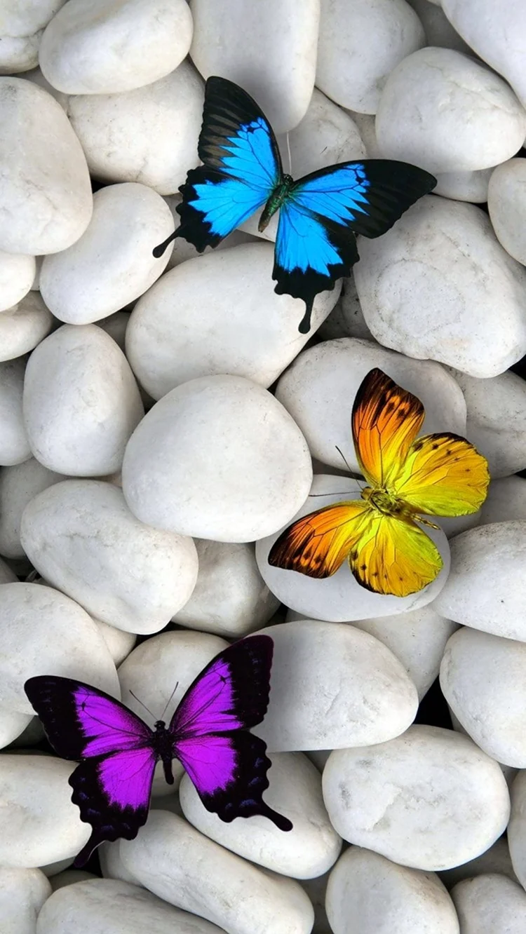Бабочка на камнях. Красивая картинка