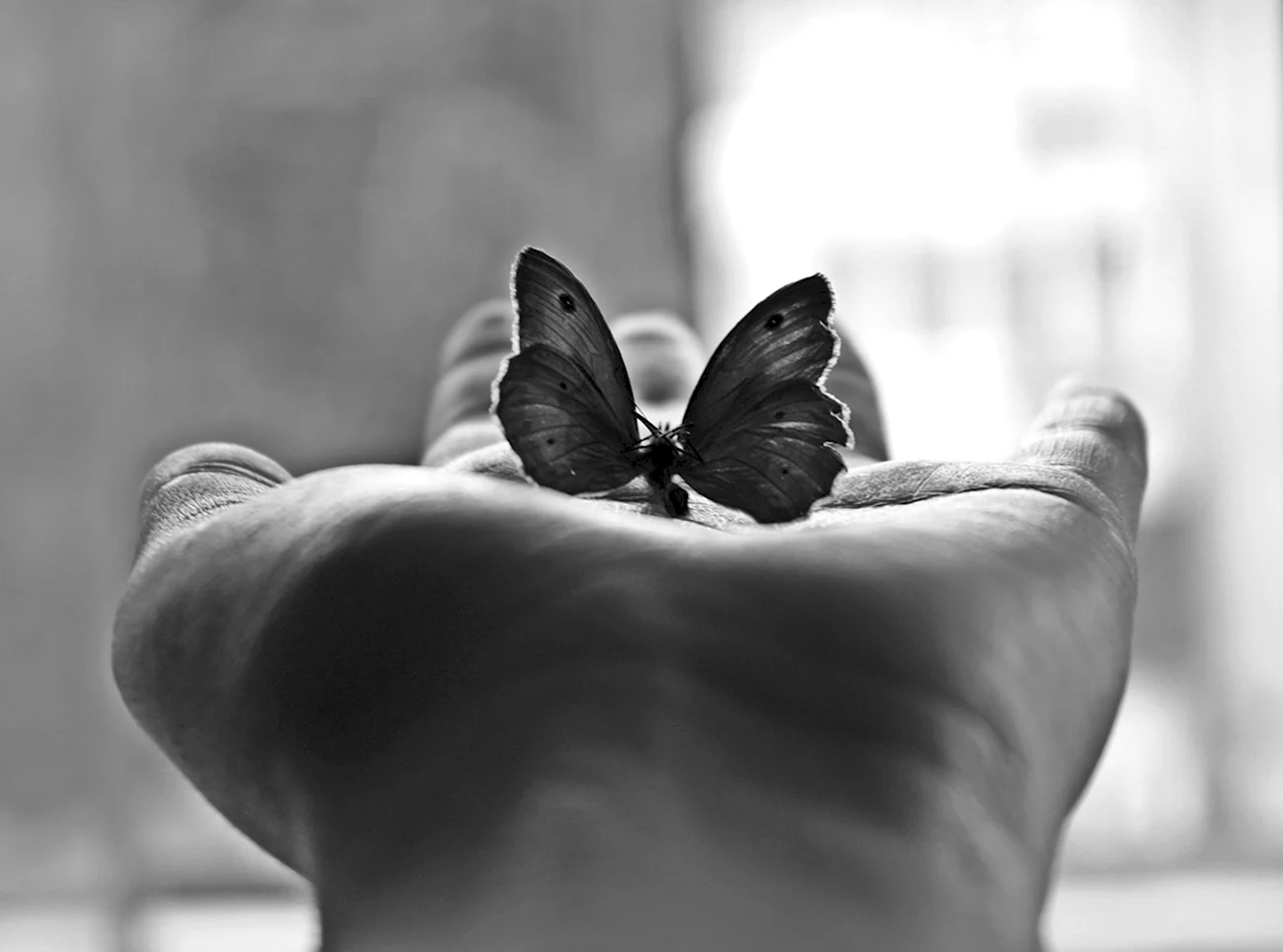 Бабочка на ладони. Красивая картинка