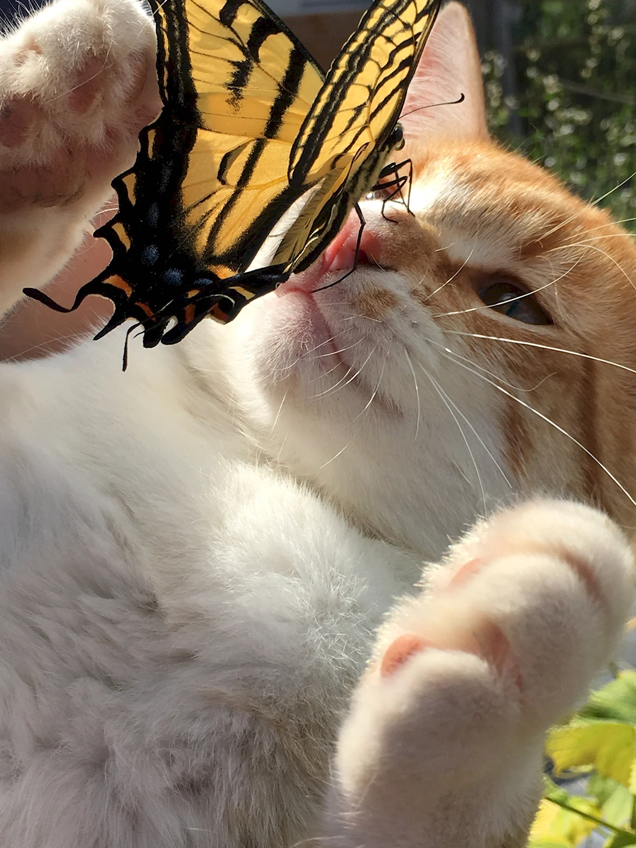 Бабочка на носу у животного. Красивое животное