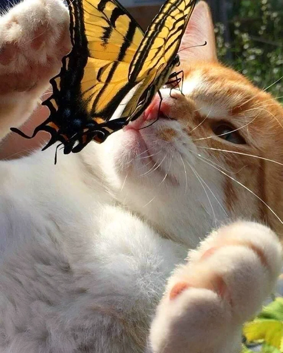 Бабочка на носу у животного. Красивые картинки животных
