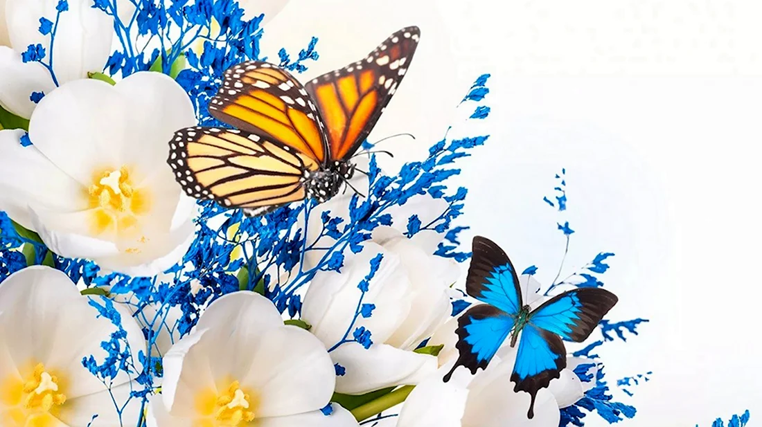Бабочка на цветке. Открытка с добрым утром