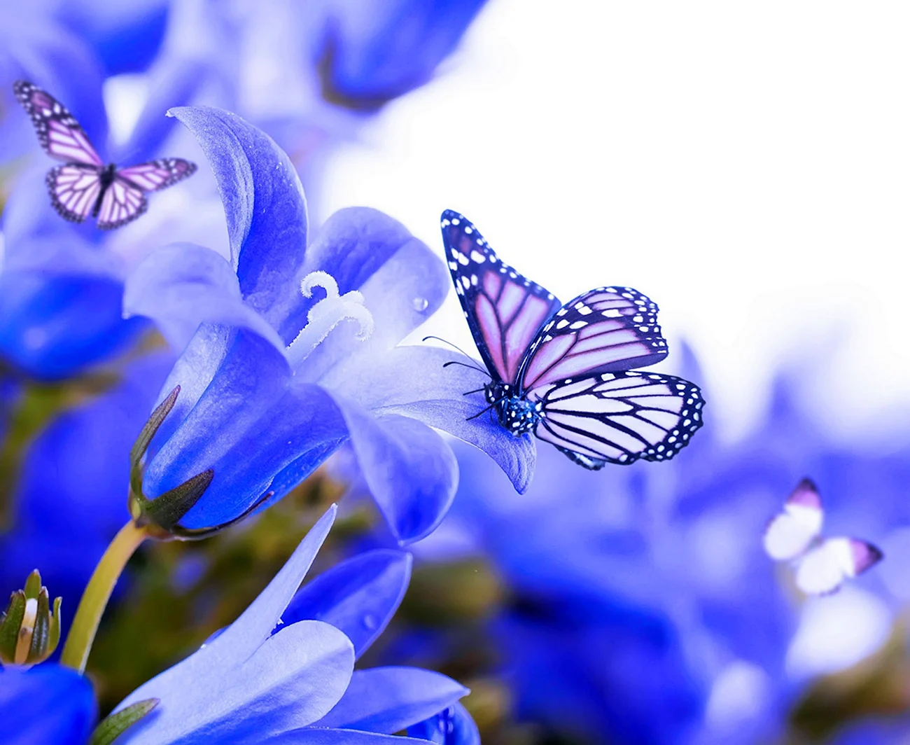Бабочка на цветке. Красивая картинка