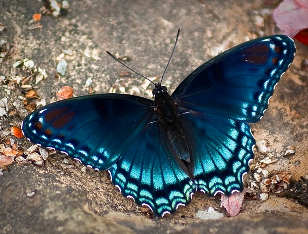 Бабочка омурасаки. Красивое животное