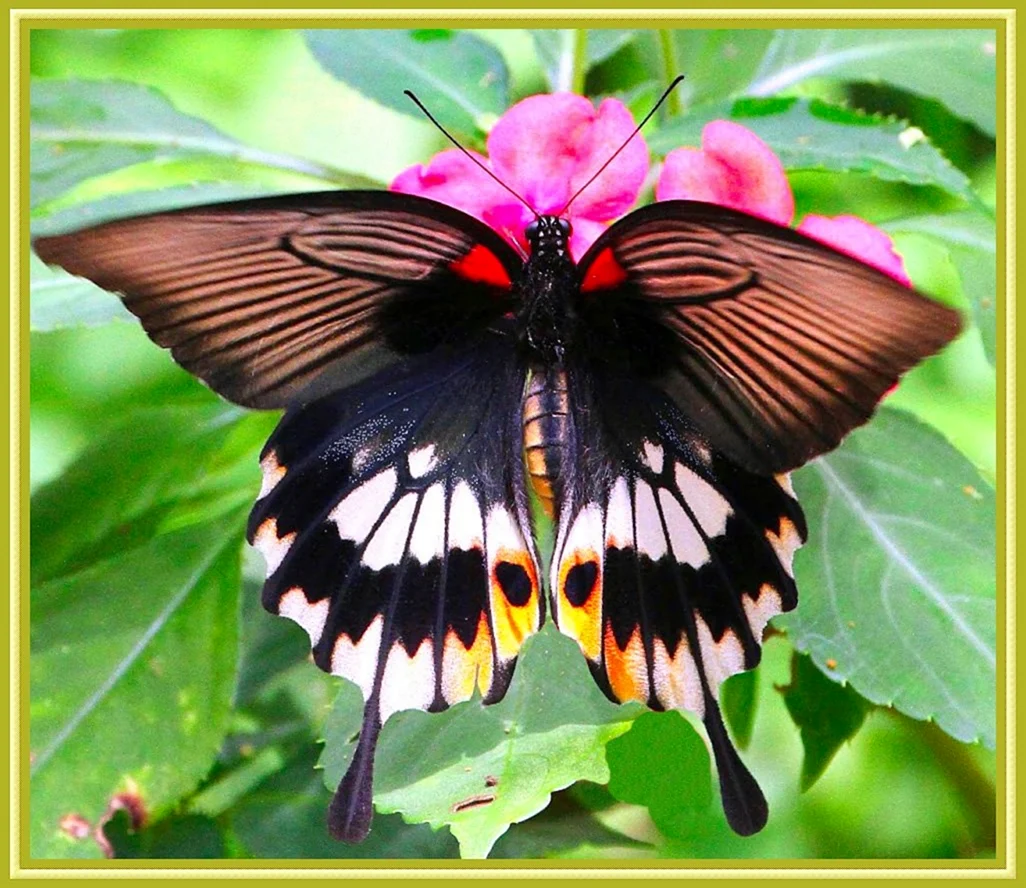 Бабочка парусник Леви. Красивое животное