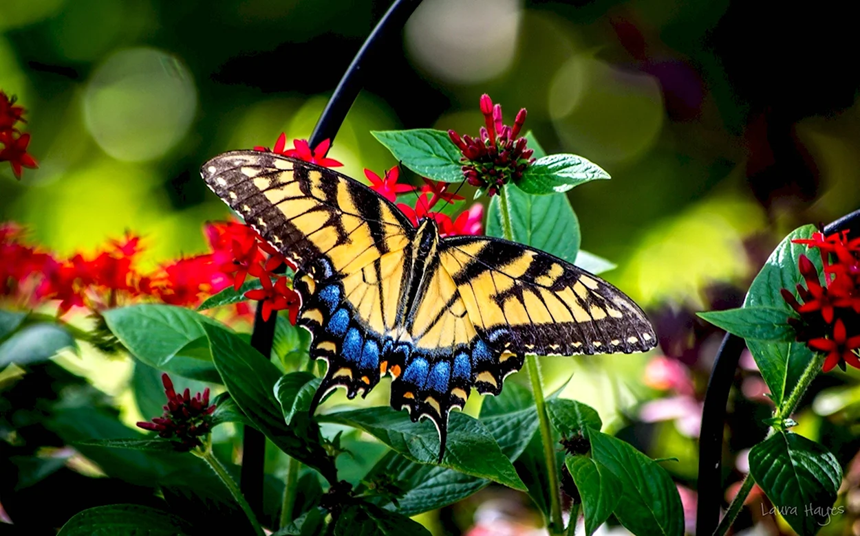 Бабочка парусник Румянцева. Красивое животное
