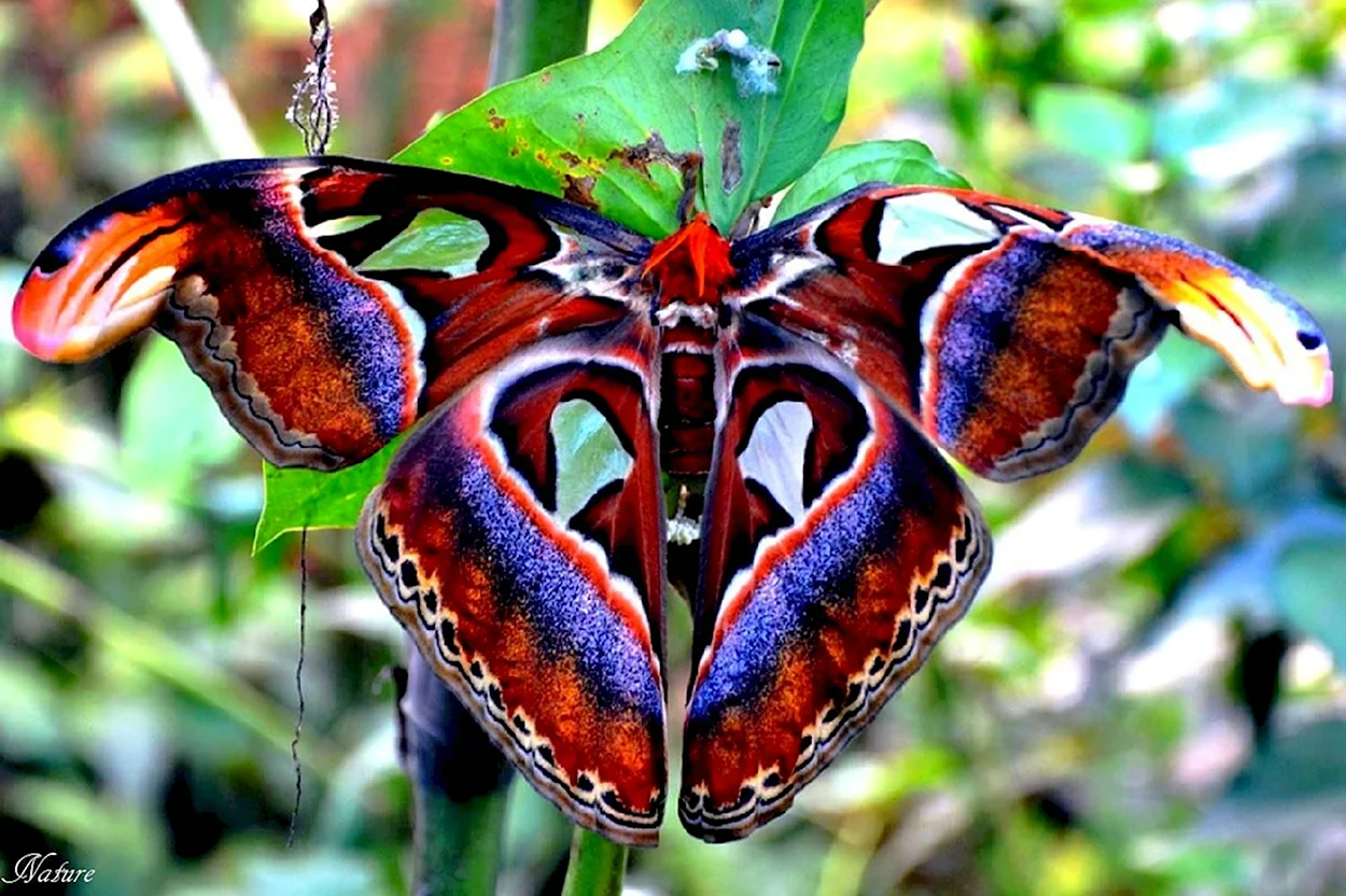Бабочка Павлиноглазка атлас. Красивое животное