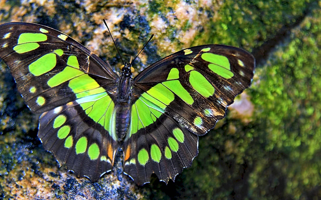 Бабочка плавац. Красивое животное