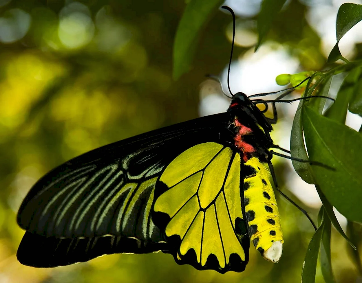 Бабочка Птицекрылка золотистая. Красивое животное