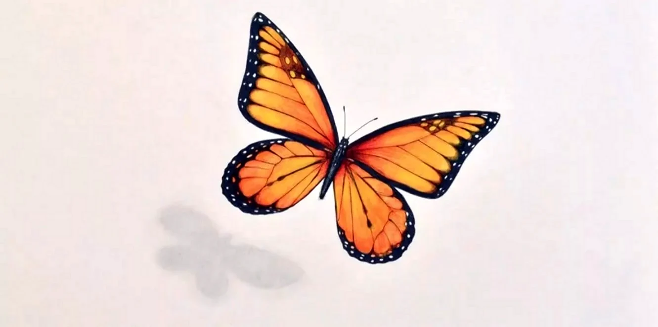 Бабочка рисунок. Для срисовки