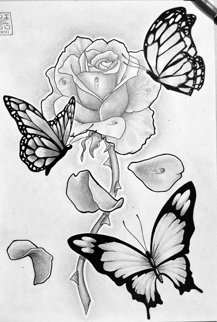 Бабочка рисунок карандашом. Для срисовки