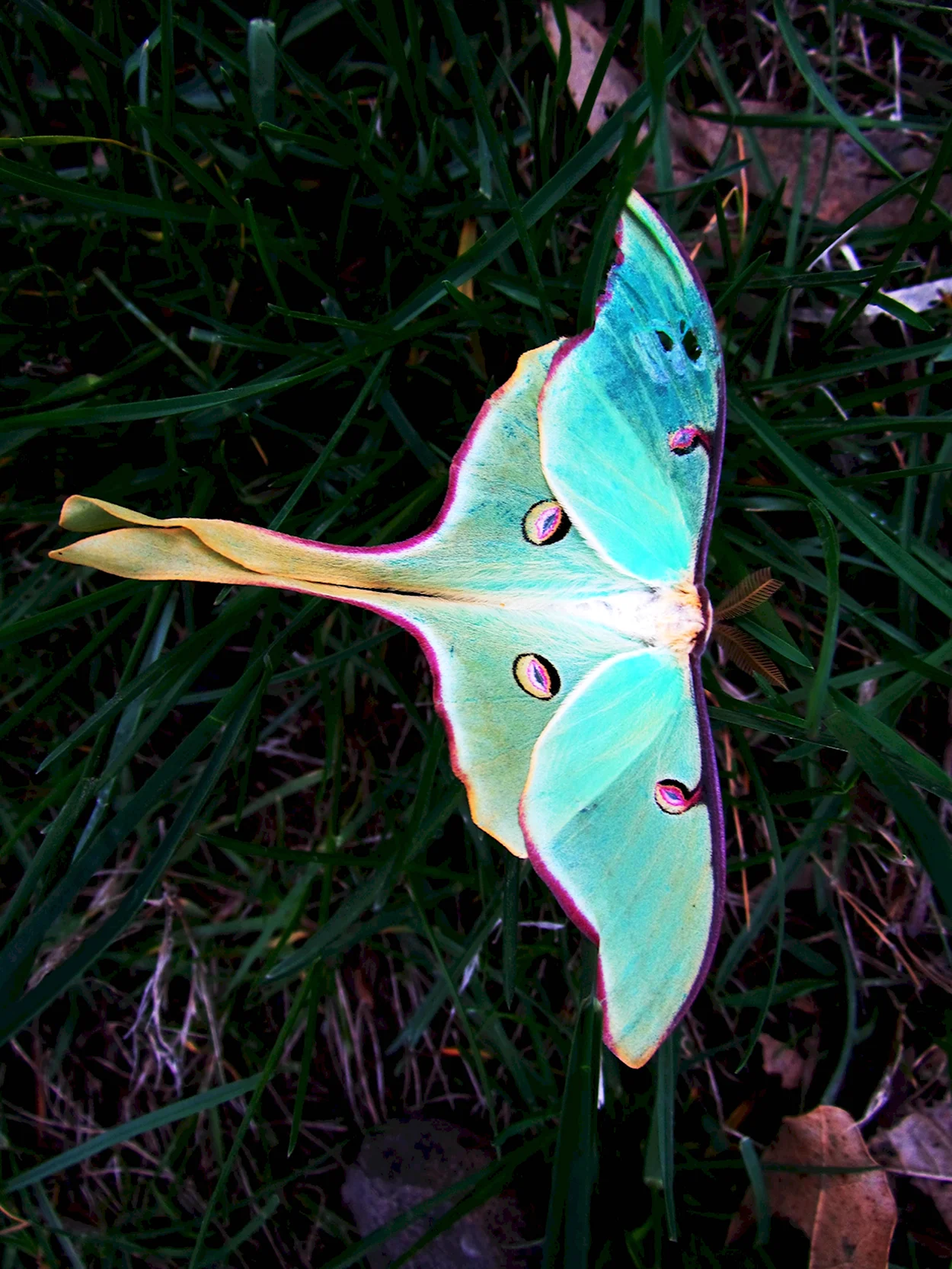 Бабочка Сатурния Мадагаскарская. Красивое животное