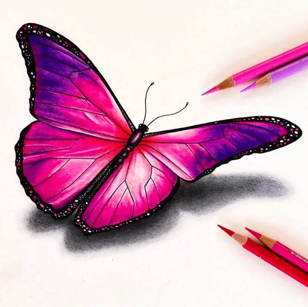 Бабочка цветными карандашами. Для срисовки