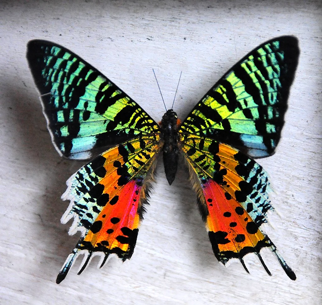 Бабочка Урания Мадагаскарская. Красивое животное