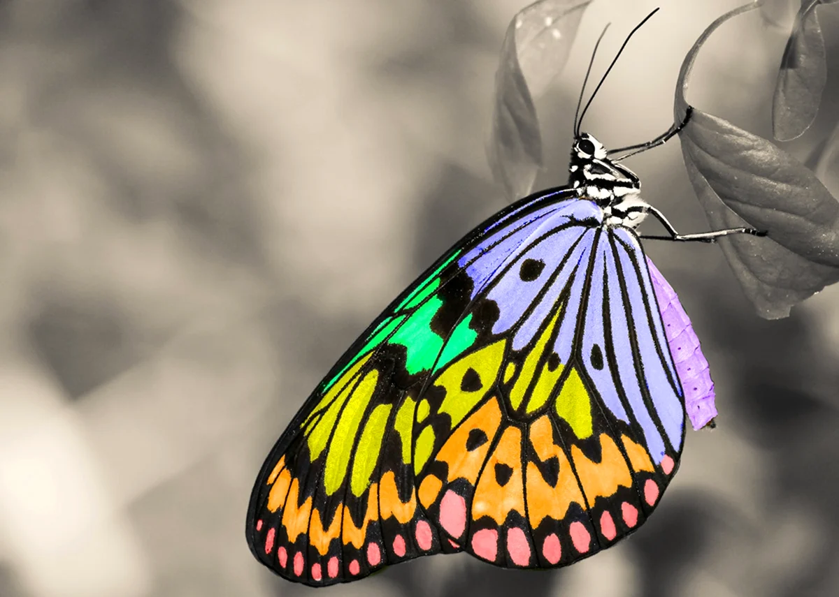Бабочки. Красивое животное