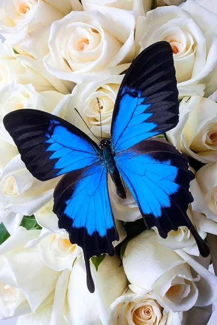 Бабочки. Красивая картинка