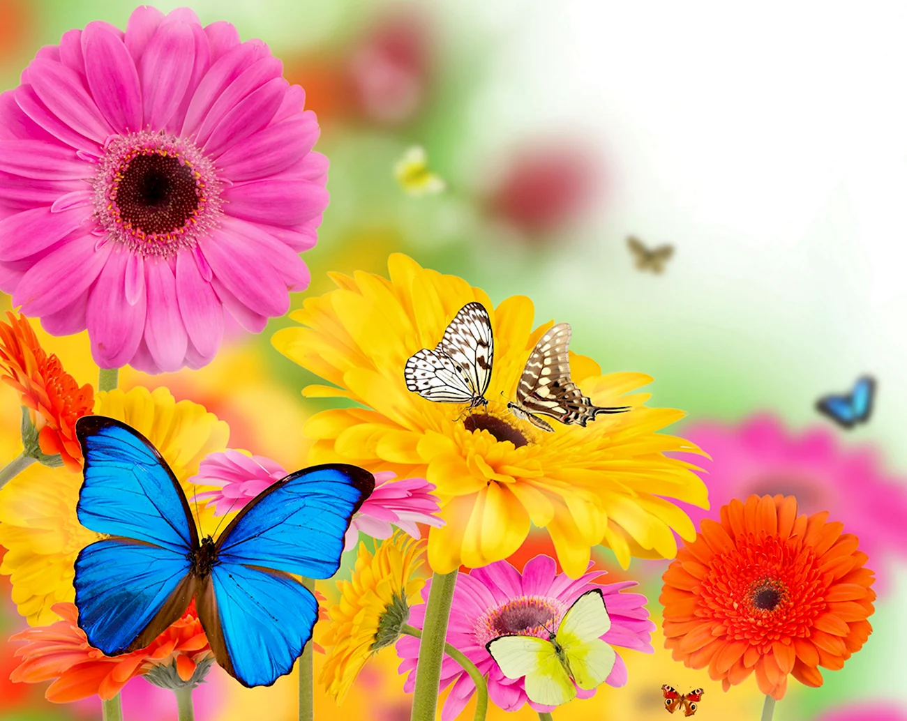 Бабочки цветочки. Красивая картинка