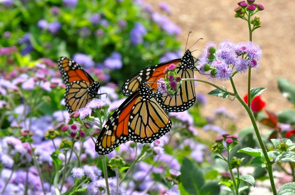 Бабочки в природе. Красивая картинка