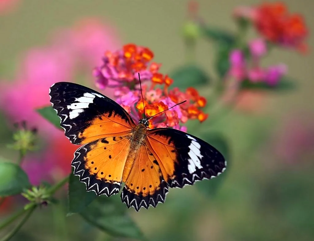 Бабочки в природе. Красивая картинка