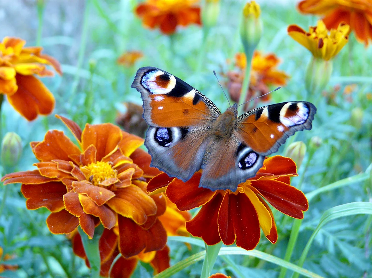 Бабочки в цветах. Красивая картинка