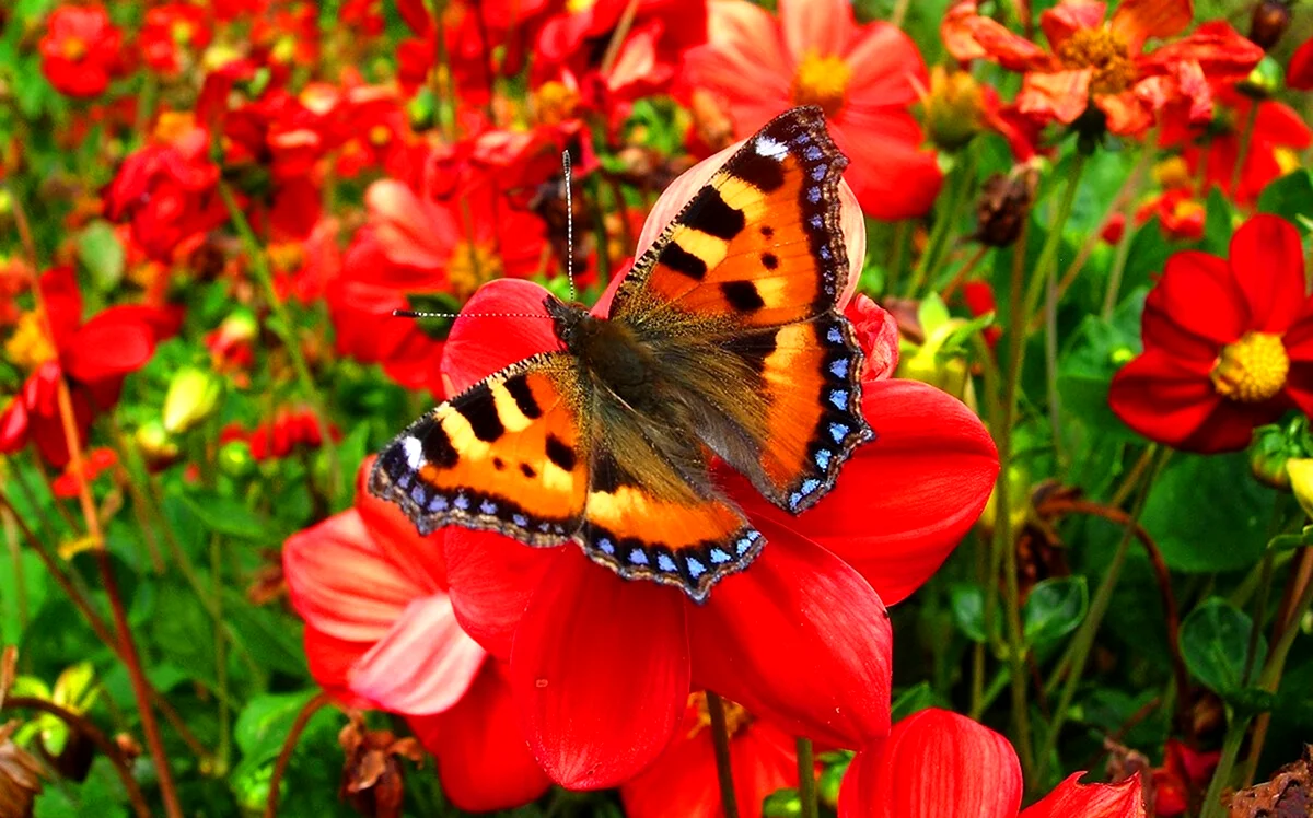 Бабочки в цветах. Красивая картинка