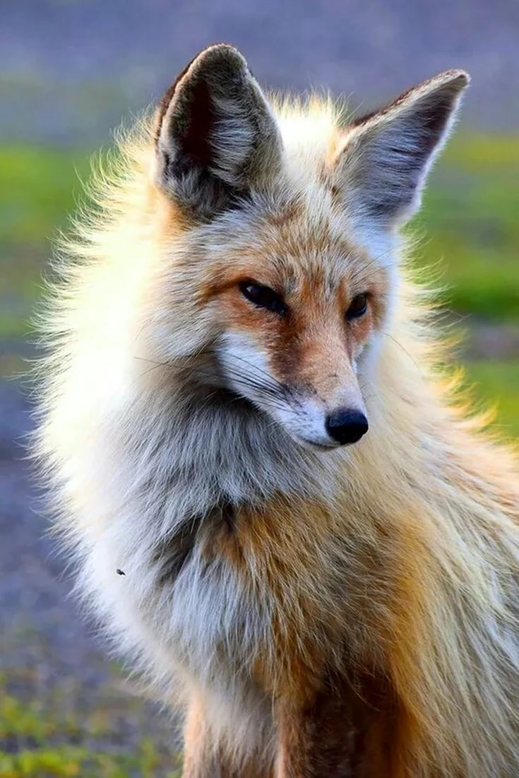 Бакурианская лиса. Красивое животное
