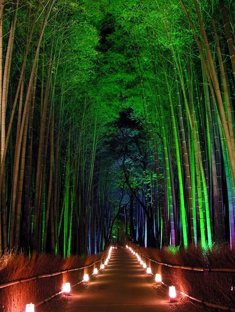 Бамбуковый лес Сагано. Красивая картинка