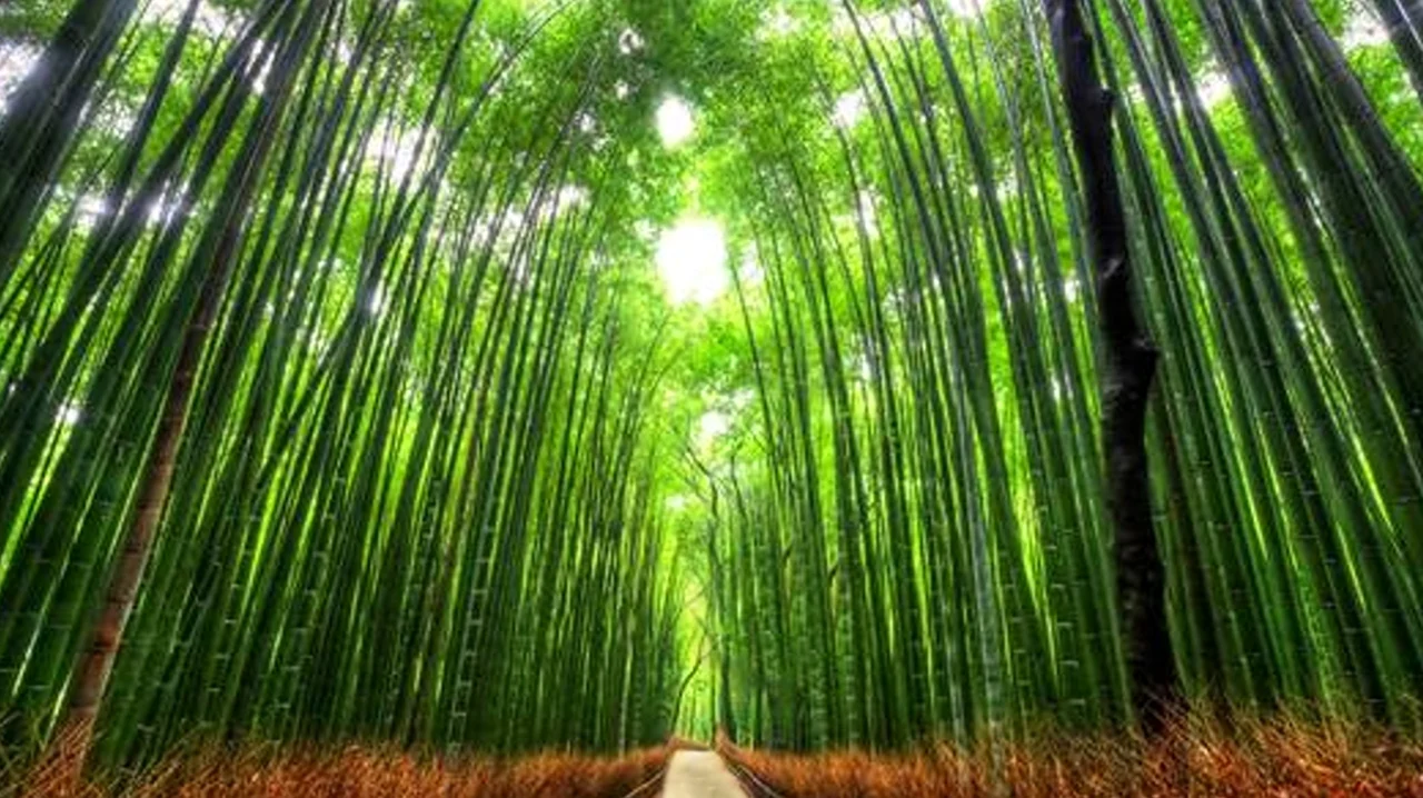 Бамбуковый лес Сагано Япония. Красивая картинка