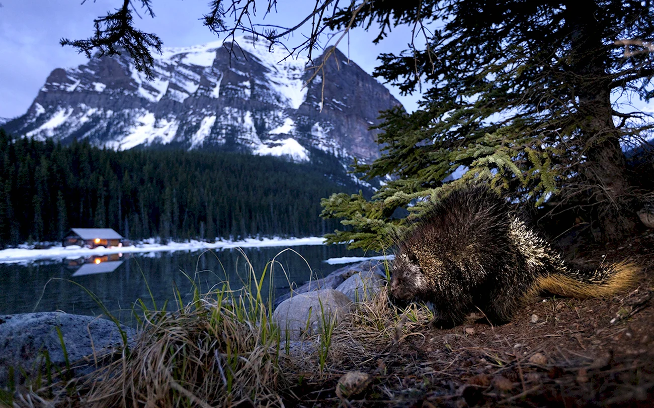 Банф Канада национальный парк животные. Картинка